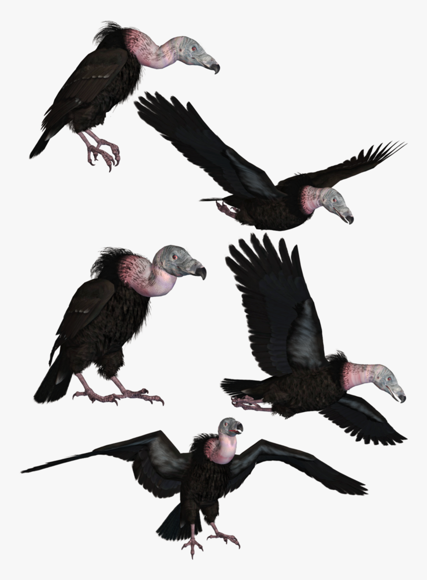 Vultures Png, Transparent Png
