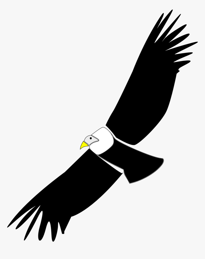 Condor Clipart, HD Png Download