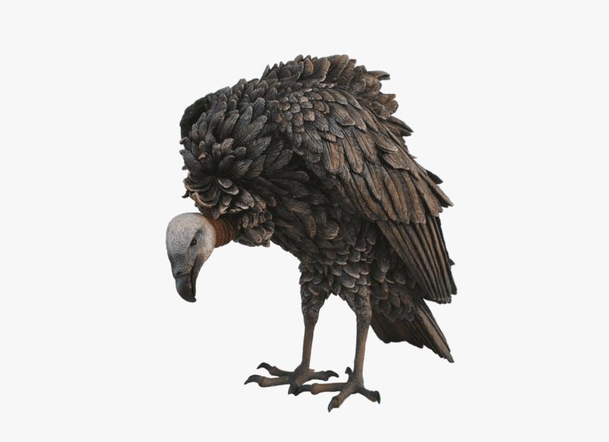 Limpkin, HD Png Download
