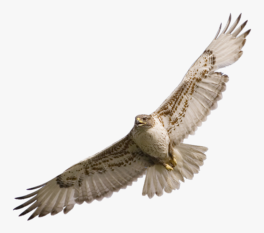 Falcon Clipart Transparent - Hawk Flying Png, Png Download