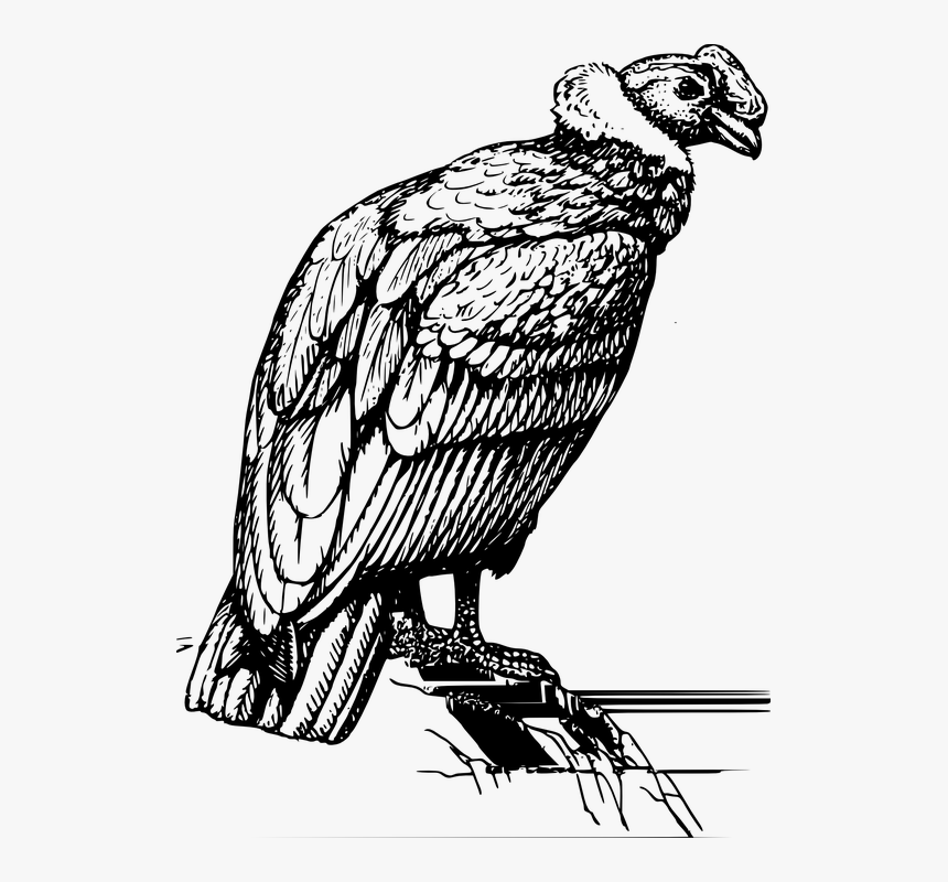 Condor, Vulture, Perched, Rock, Feathers, Wings, Bird - Condor Black And White, HD Png Download