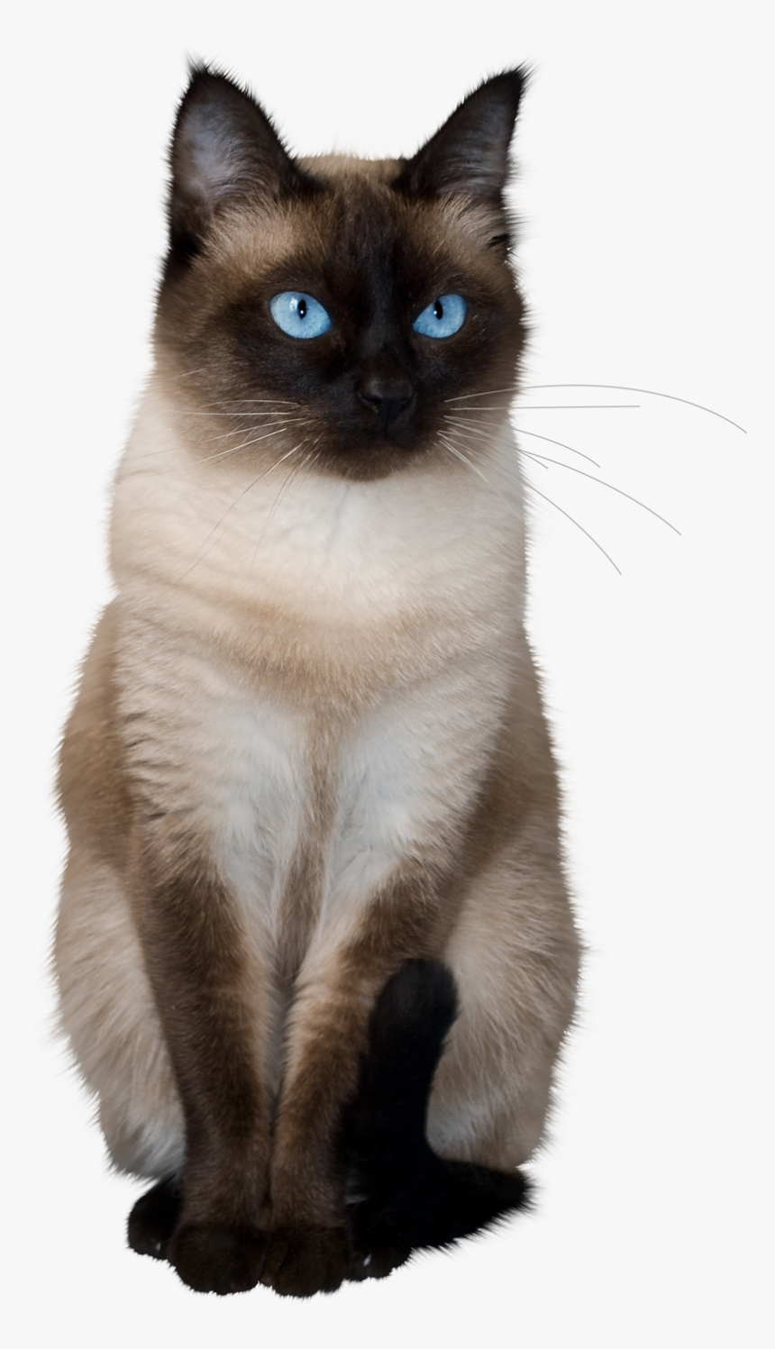 To Medium Sized Azules Asian Semi Longhair Siamese Kittens
