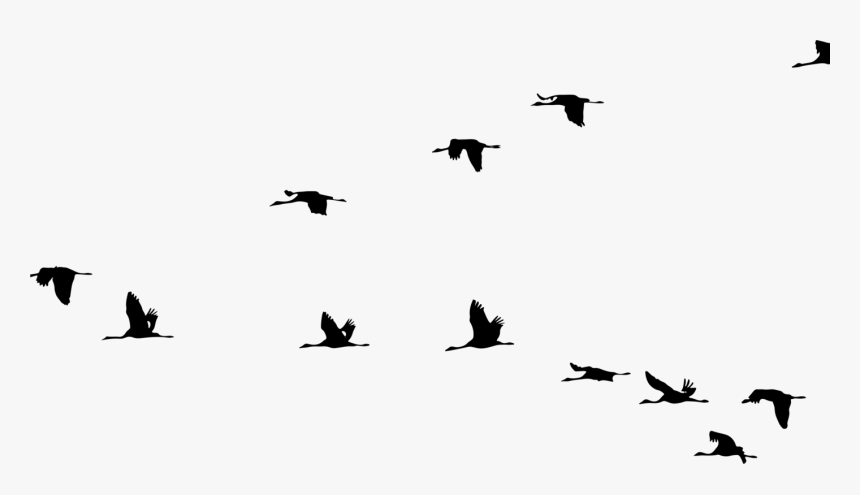 Crane Bird Flight Clip Art Vector Graphics - Birds Flying Silhouette, HD Png Download