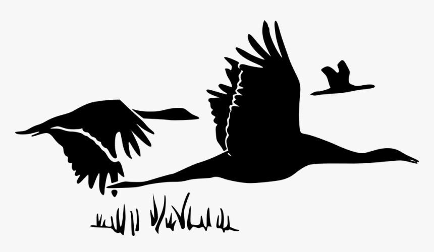 Swans, Silhouette, Black, Flying, Birds, Three - Want This Music And This Dawn, HD Png Download