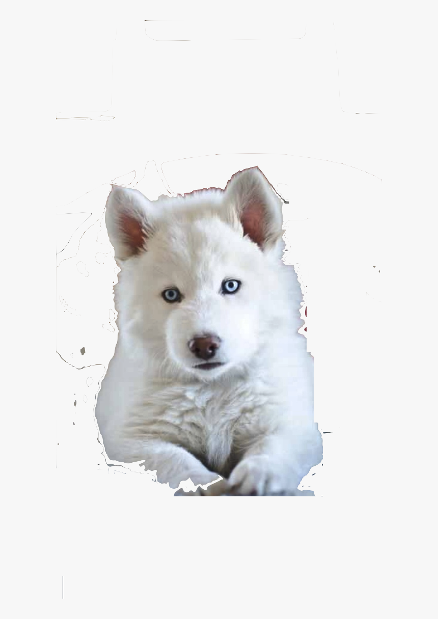white siberian husky breeders