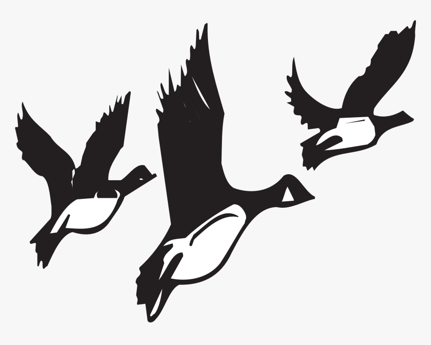 Geese, Flying, Birds, Flight, Black, White, Wildlife - Birds Migrating Black And White, HD Png Download