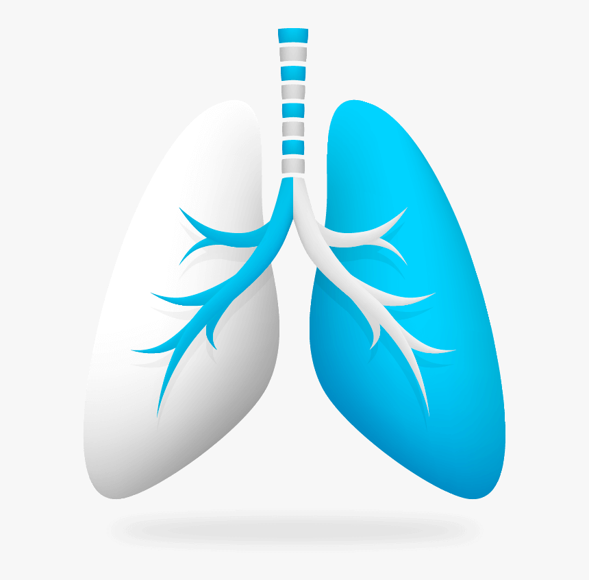Imagen Pulmon En 3d - Ways To Achieve Healthy Lung, HD Png Download