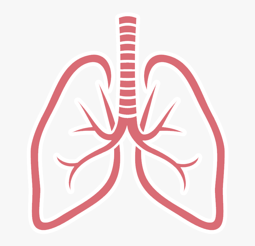 Gifs Y Fondos Paz - Lungs Clipart, HD Png Download