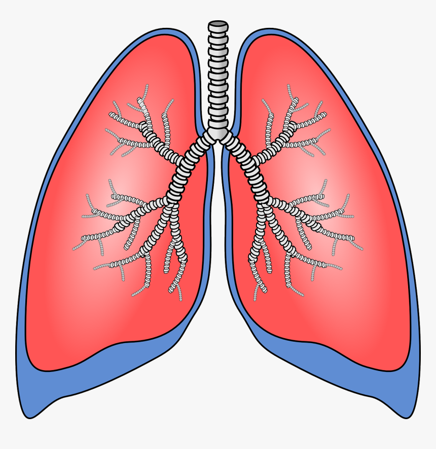 Pulmones, Órgano, Anatomía, Bronquios - Lung Clipart, HD Png Download