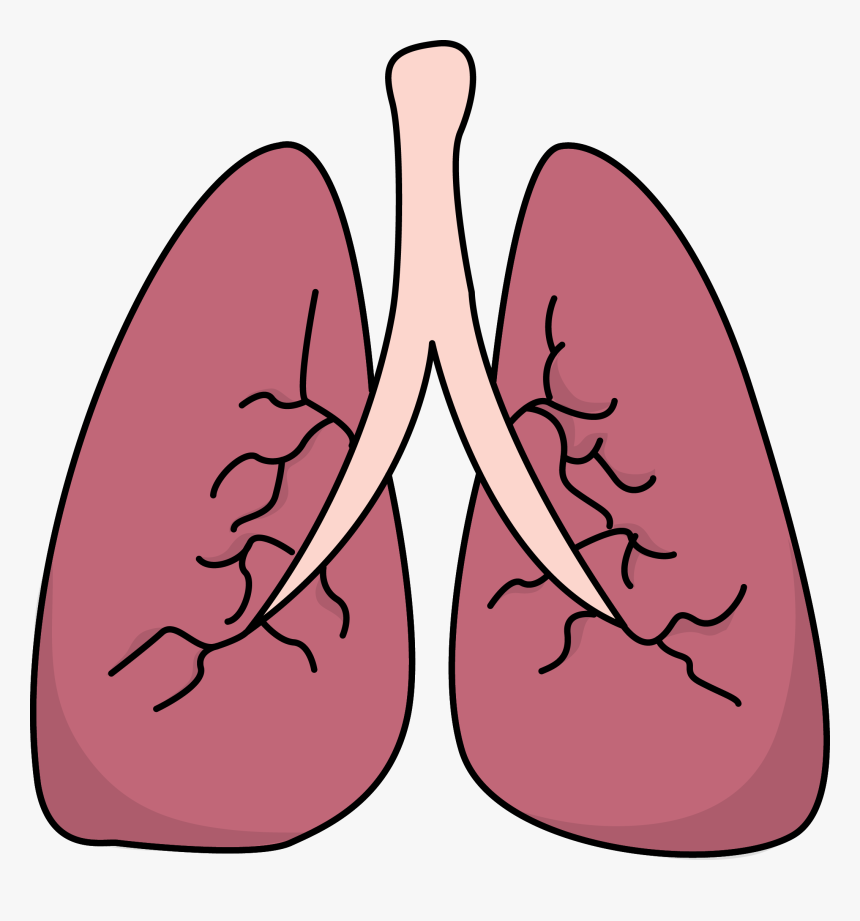Lungs Clipart Pulmones - Lungs Clipart, HD Png Download