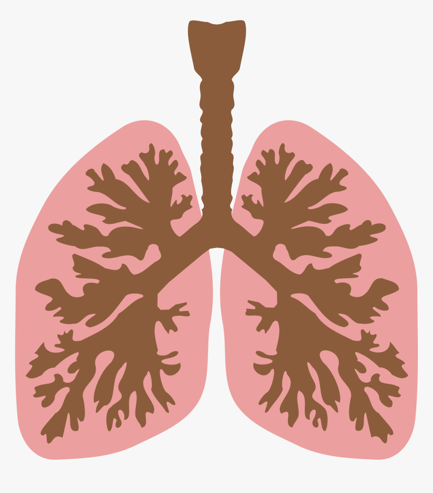 Lungs Png Hd - Lungs Clip Art, Transparent Png