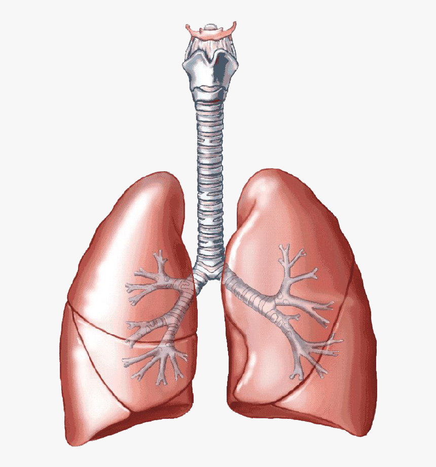 Lungs Clipart Pulmones - Biology Lungs, HD Png Download