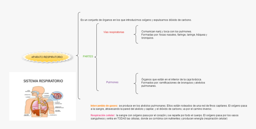Sistema Respiratorio Humano, HD Png Download