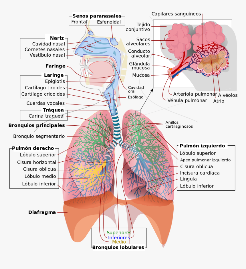Respiratory System Diagram, HD Png Download