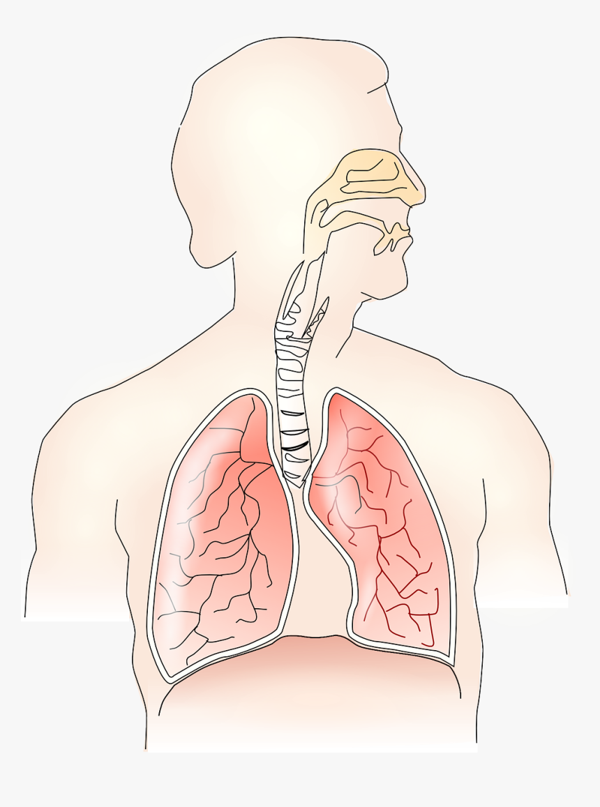 Cuida De Tus Pulmones Con Una Alimentación Sana - Definición De Bradipnea, HD Png Download