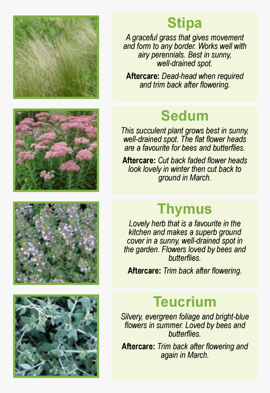 Grass, HD Png Download