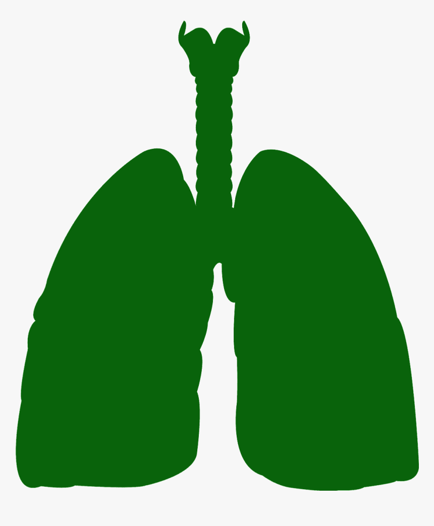 Pulmones Silueta, HD Png Download