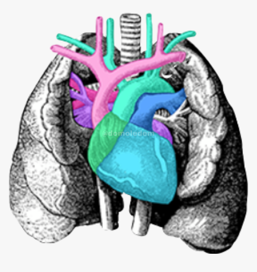 #pulmones #corazon #arterias #freetoedit - Vintage Internal Organs Art, HD Png Download