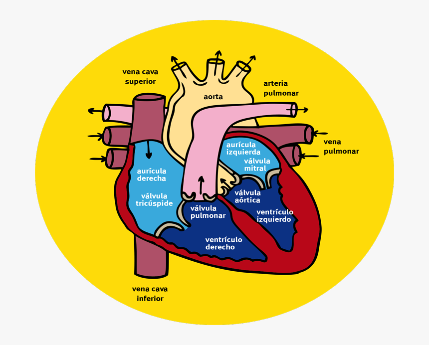 ¿cómo Circula La Sangre A Través Del Corazón Y Los, HD Png Download