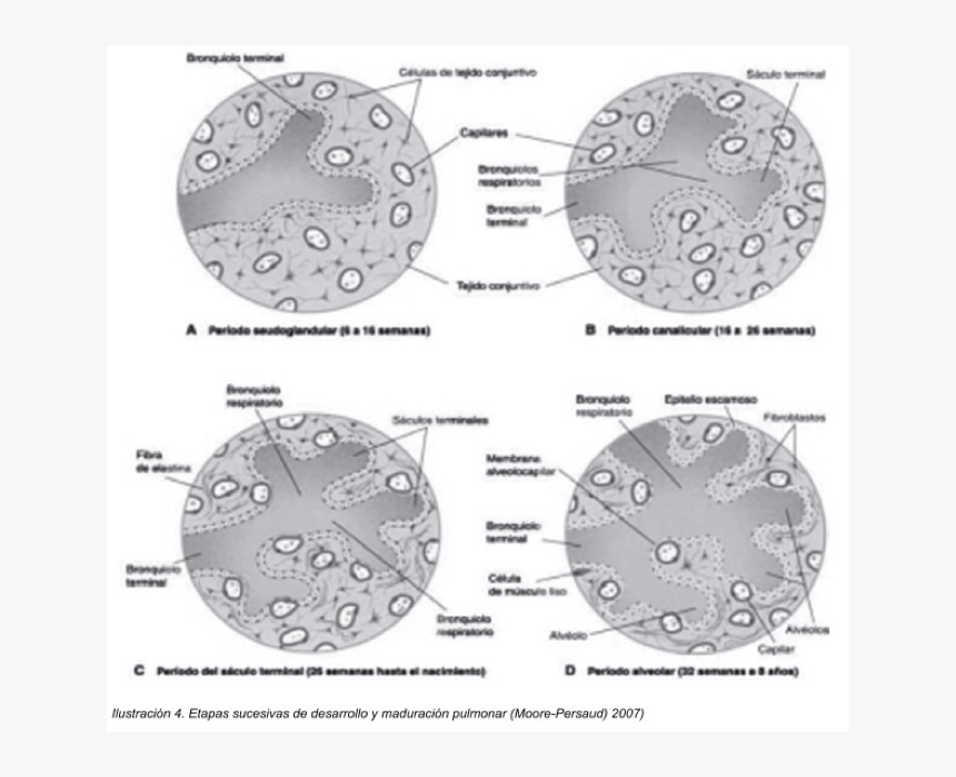 Pseudoglandular Stage, HD Png Download