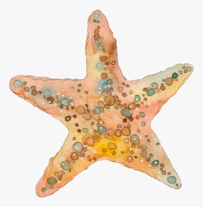 Estrela Do Mar Aquarela , Png Download - Watercolor Starfish Clip Art, Transparent Png