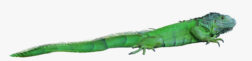 Png Images Free Download - Png Lizard, Transparent Png