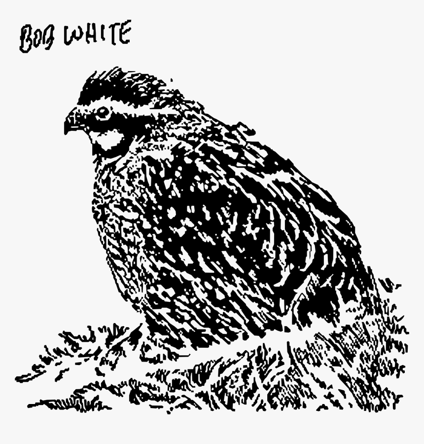 Bob White Clip Arts - Owl, HD Png Download