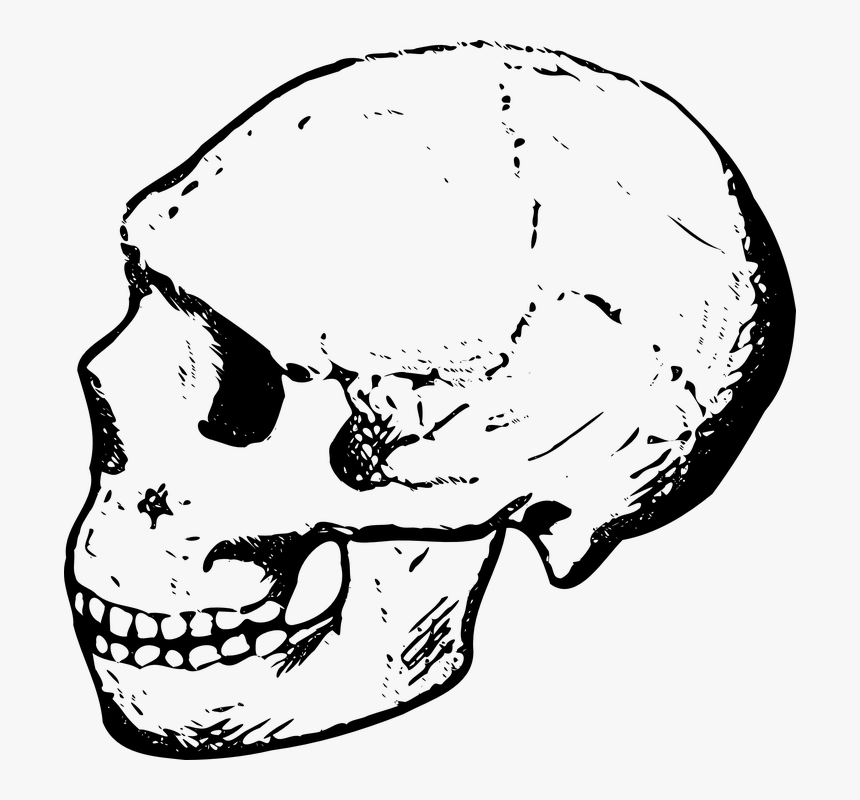 Skull, Human, Dead, Head, Anatomy, Cranium - Clipart Of A Skull, HD Png Download