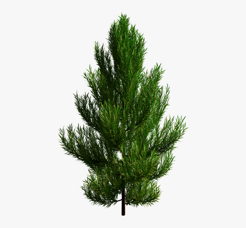 Tree, Branch, Transparent, Nature - Baum Transparent, HD Png Download