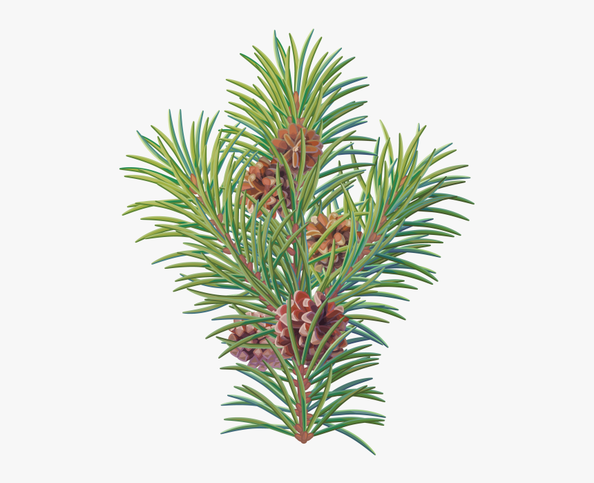 Pine Tree Branch - Branch Christmas Tree Png, Transparent Png