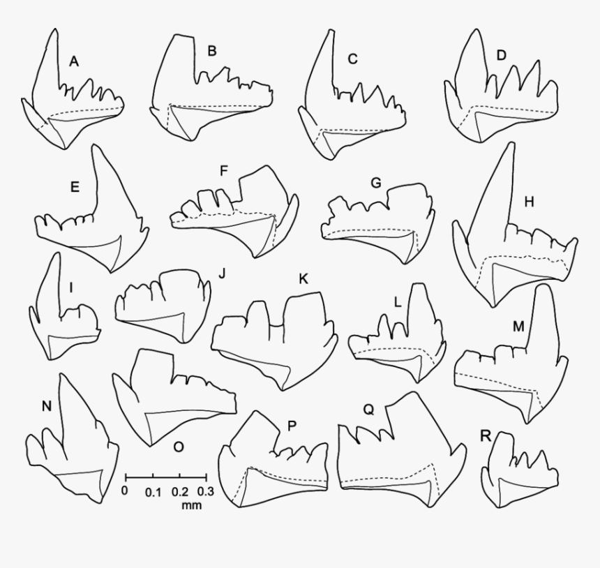 Drawing, HD Png Download