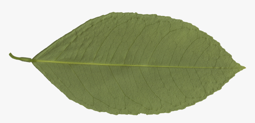 Transparent Leaf Png - Canoe Birch, Png Download