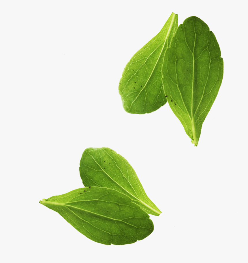 Leaf Vegetable Basil Leaf Vegetable - Basil Leaves Png, Transparent Png