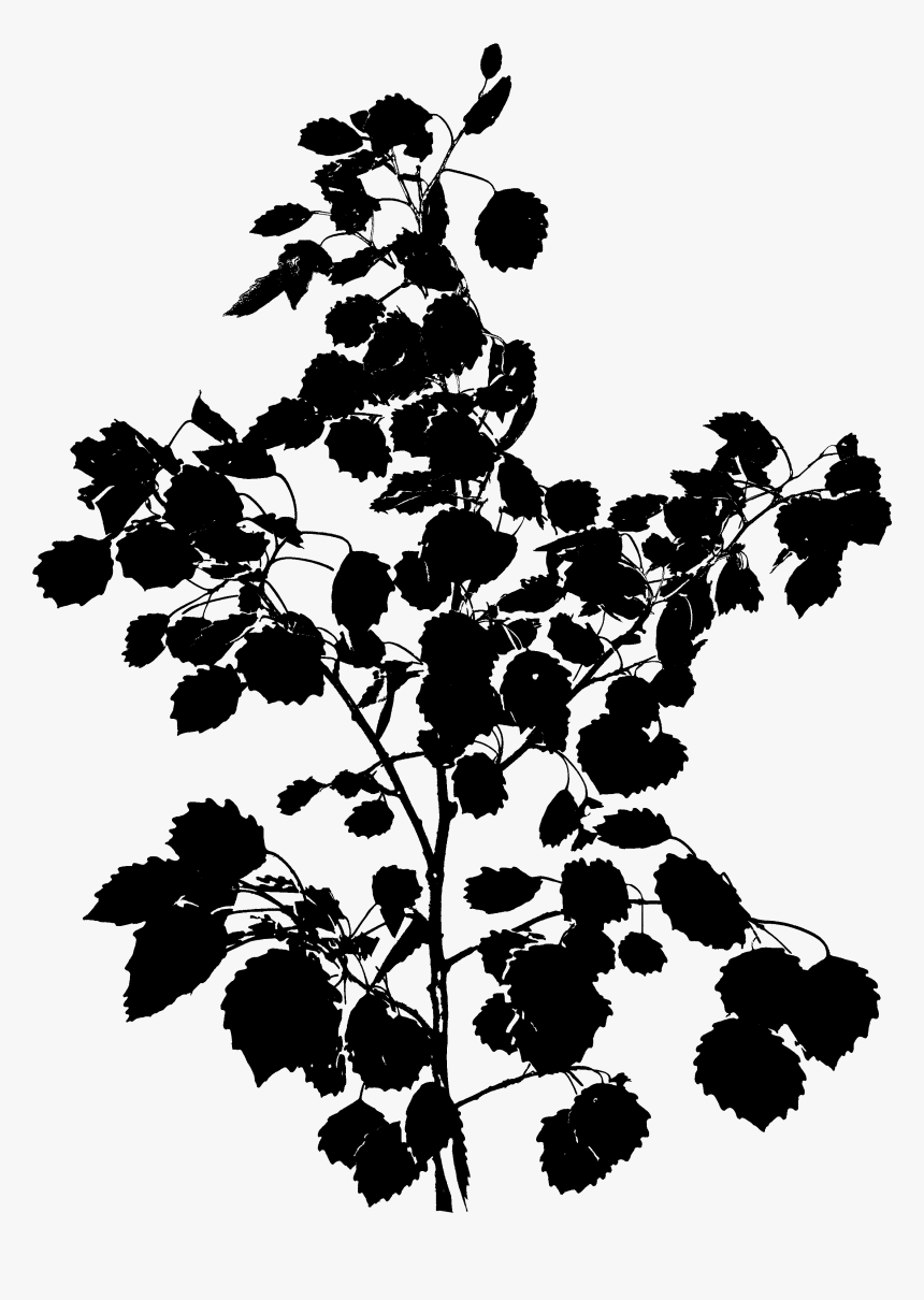 Black & White - Crape Myrtle, HD Png Download