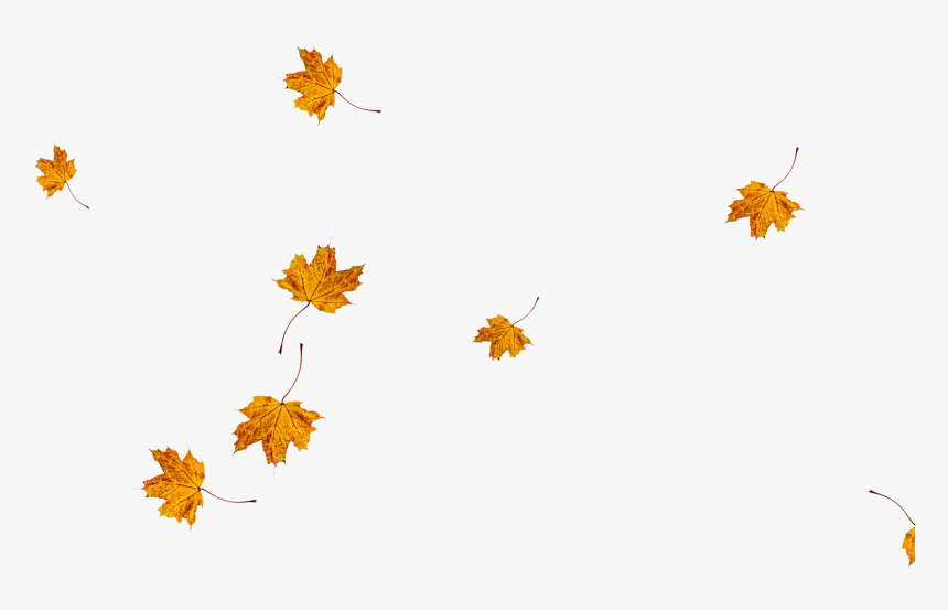 Maple Leaf, HD Png Download