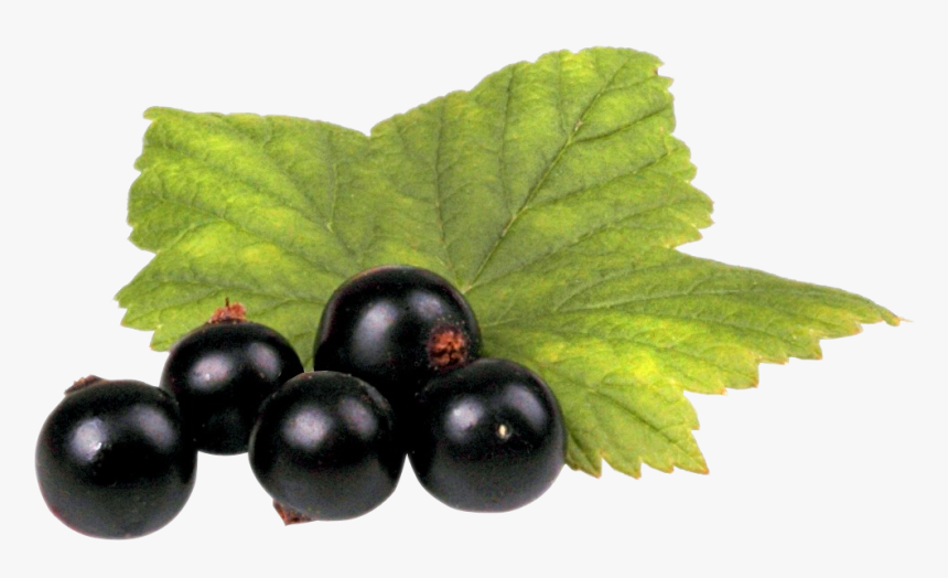 Black Currant Png, Transparent Png