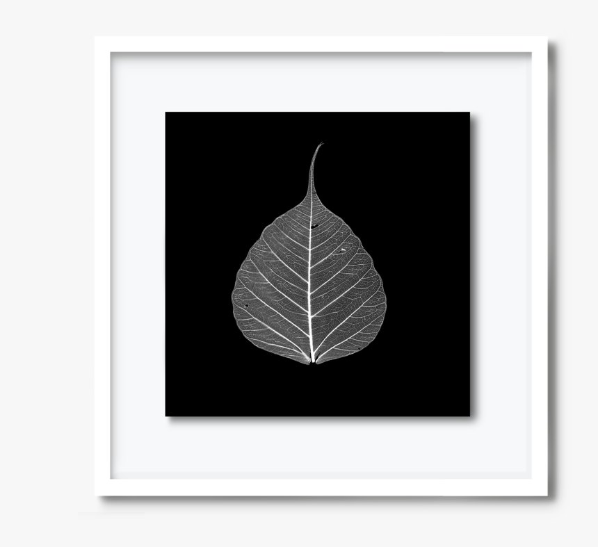 59 - Dav#pearce-leaf, HD Png Download