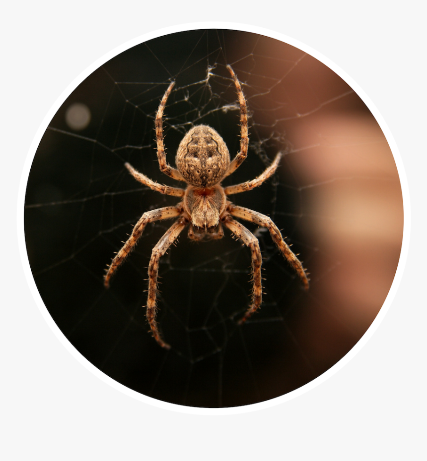 Atlanta Spiders, HD Png Download