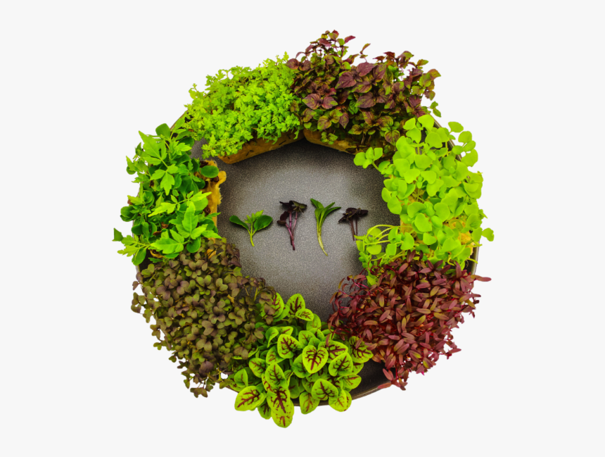 Microgreens - Wreath, HD Png Download