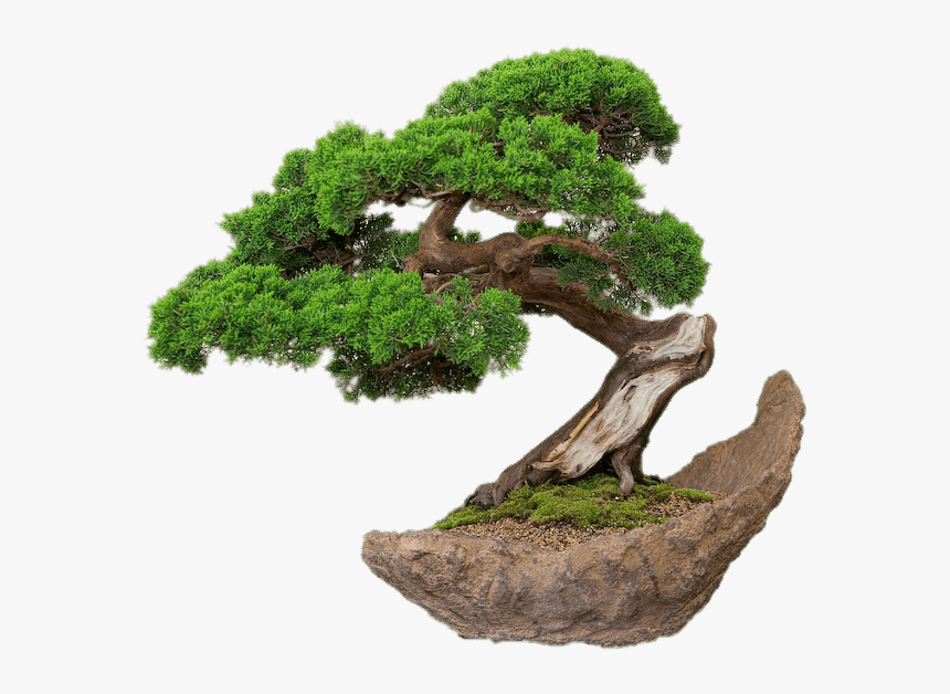 Bonsai On Stone Plate - Bonsai Png, Transparent Png