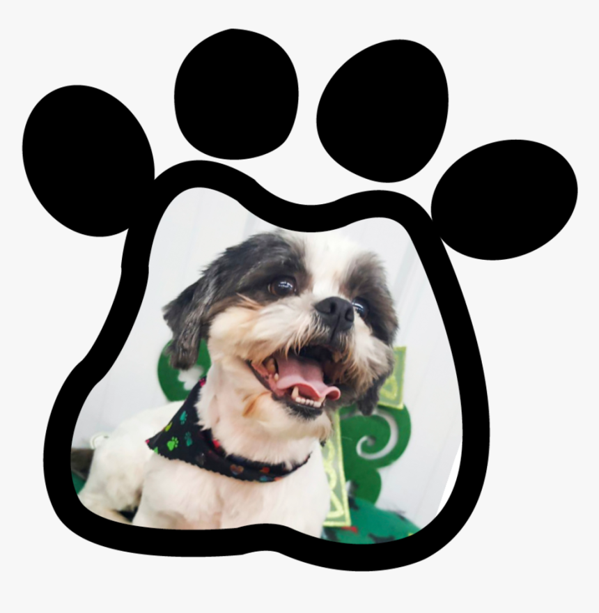 Paw Print Gallery220180315 21808 1agqgv4 - Dog Catches Something, HD Png Download