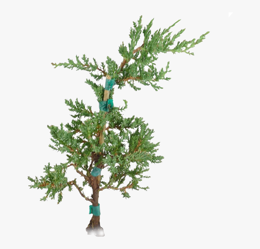 Christmas Tree - Pond Pine, HD Png Download