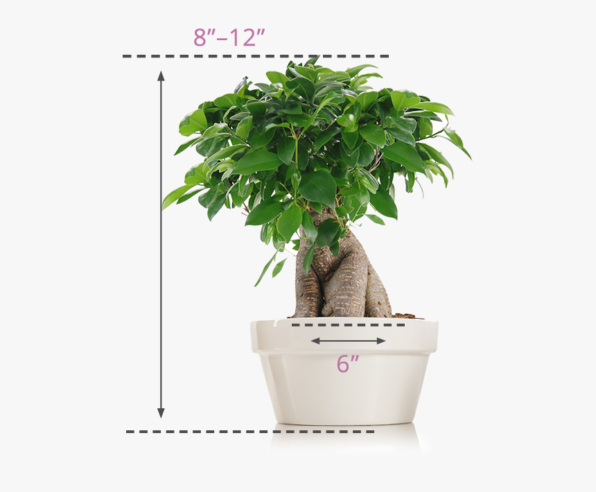 Flowerpot, HD Png Download