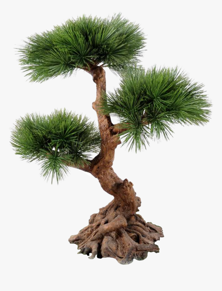 Jack-pine - Tree, HD Png Download