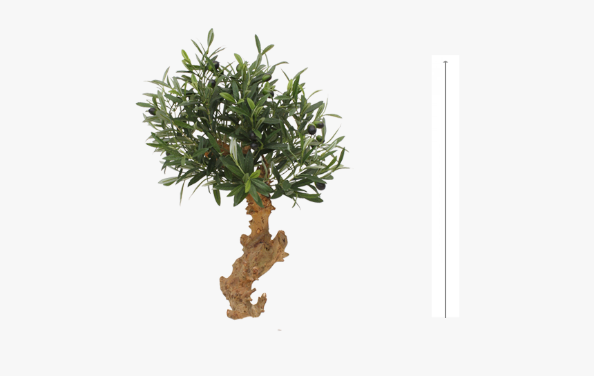 Olive Bonsai Tree 60cm On Foot - Mexican Pinyon, HD Png Download
