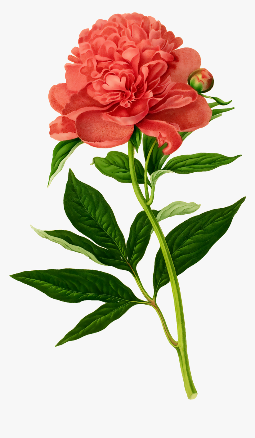 Botanical Illustration, HD Png Download