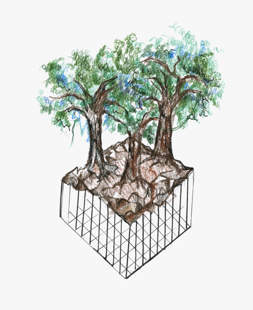 Bonsai Tree Png, Transparent Png