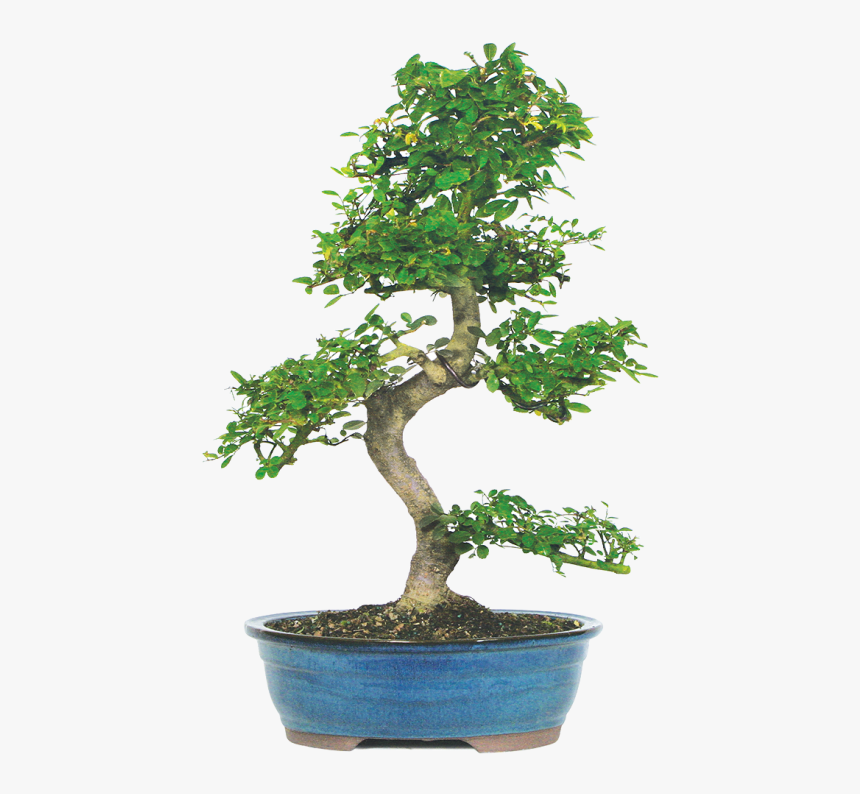 Chinese Elm Bonsai, HD Png Download