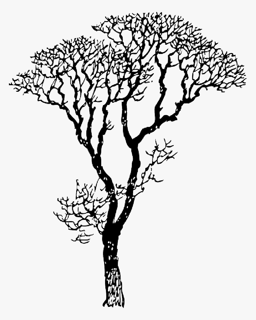 Gum Tree Silhouette Vector Clipart , Png Download - Drawing Trees, Transparent Png
