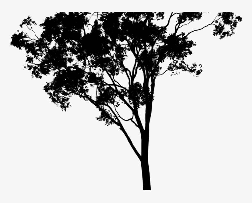 19 Hipster Vector Tree Huge Freebie Download For Powerpoint - Eucalyptus Tree Silhouette Png, Transparent Png